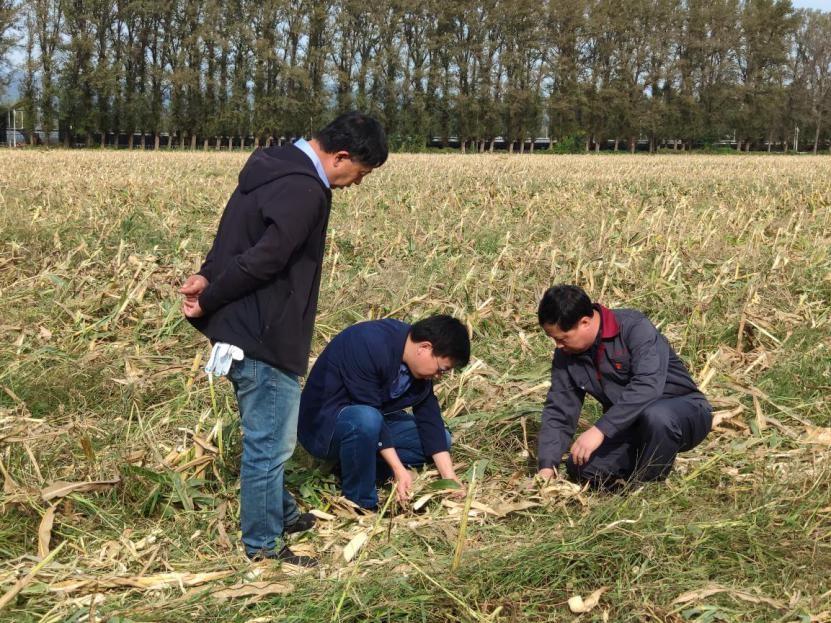 智能农机提升秋冬种质量 绘就明年夏粮生产好“丰”光